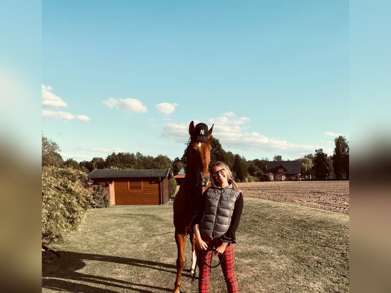 Oldenburg Gelding 16 years 17.1 hh Chestnut-Red in Enger