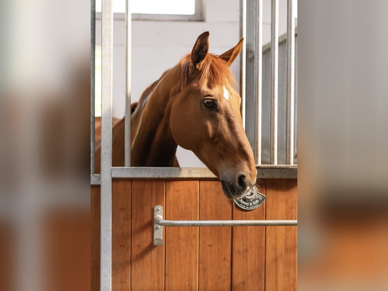 Oldenburg Gelding 16 years 17.1 hh Chestnut-Red in Enger