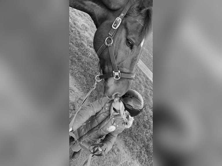 Oldenburg Gelding 16 years 17.1 hh Chestnut-Red in Enger
