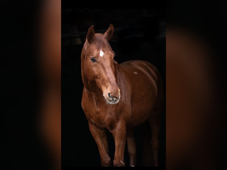 Oldenburg Gelding 16 years 17.1 hh Chestnut-Red in Enger