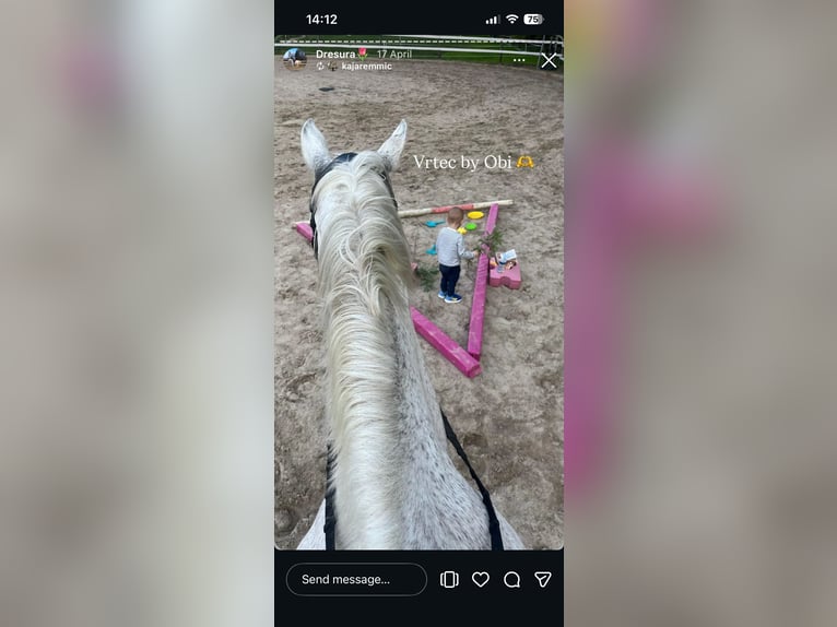 Oldenburg Gelding 16 years 17.2 hh White in Ljubljana