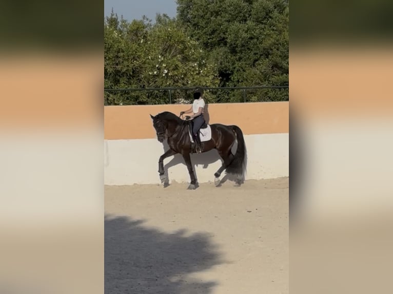 Oldenburg Gelding 16 years 17 hh Black in Islas Baleares