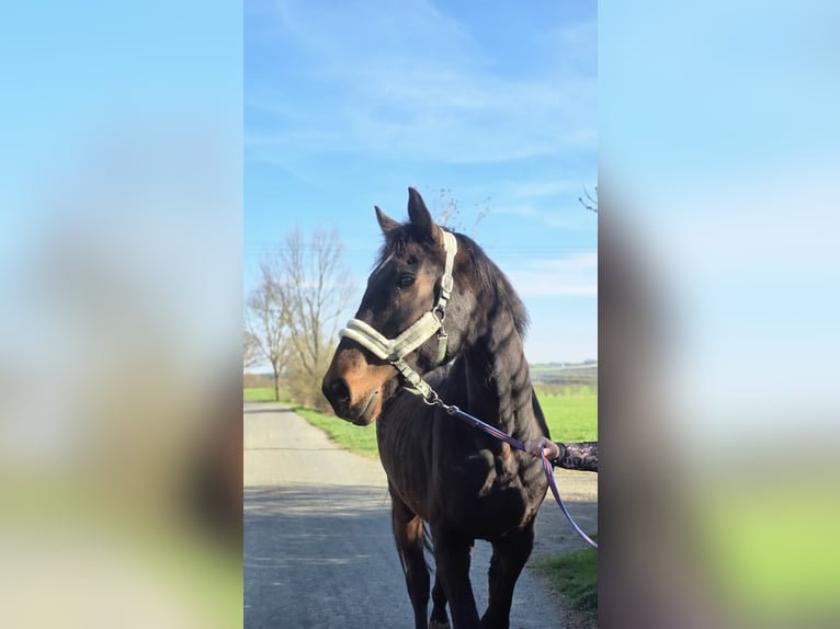 Oldenburg Gelding 16 years 17 hh Brown in Tegau