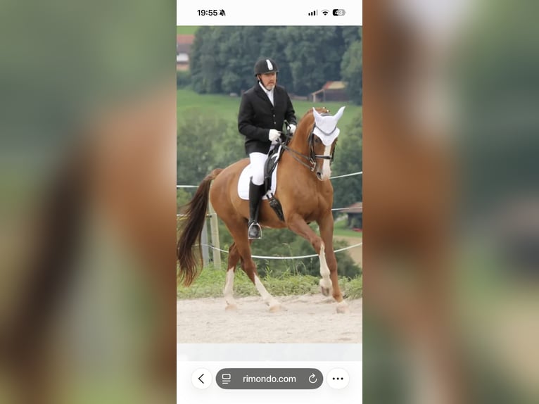 Oldenburg Gelding 16 years 17 hh Chestnut-Red in Traunstein
