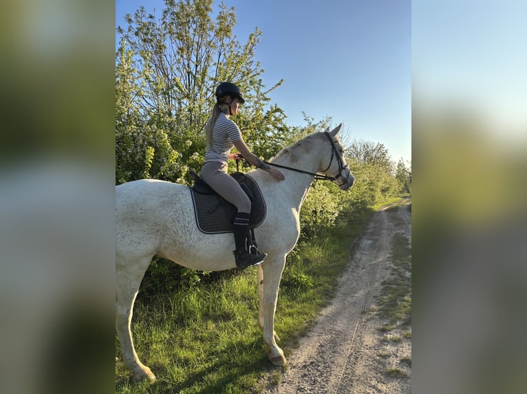 Oldenburg Gelding 16 years 17 hh Grey-Fleabitten in Wahlitz