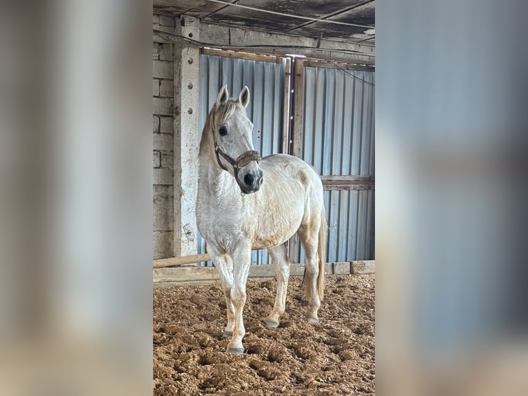 Oldenburg Gelding 16 years 17 hh Grey-Fleabitten in Wahlitz