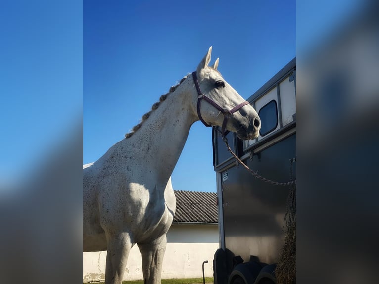 Oldenburg Gelding 16 years 17 hh Grey in Sickte