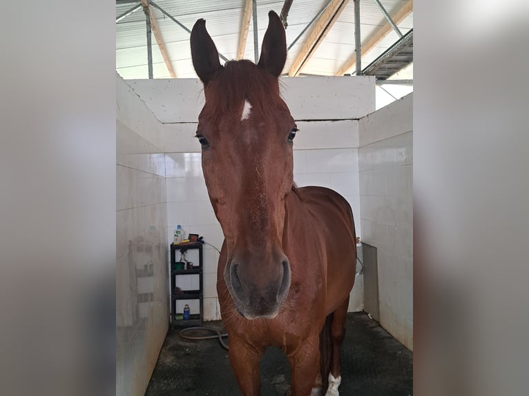 Oldenburg Mix Gelding 16 years 17 hh  in Wolkersdorf