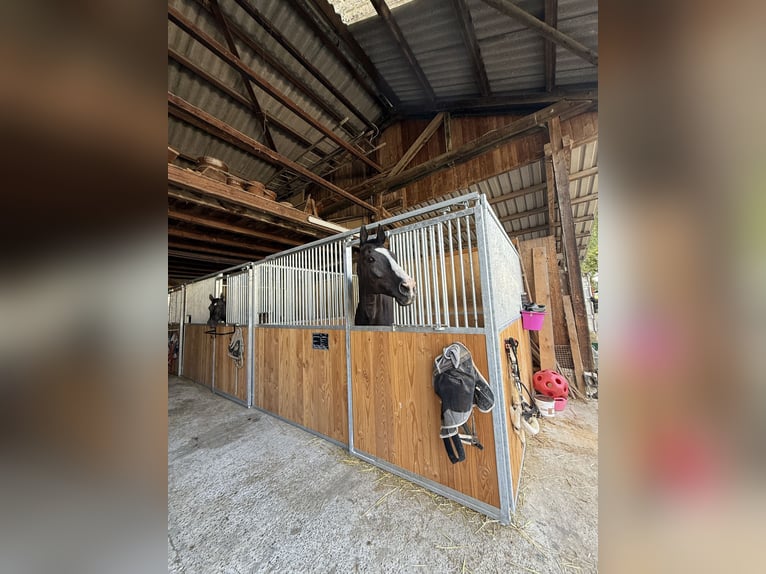 Oldenburg Gelding 16 years 17,1 hh Black in Binzen