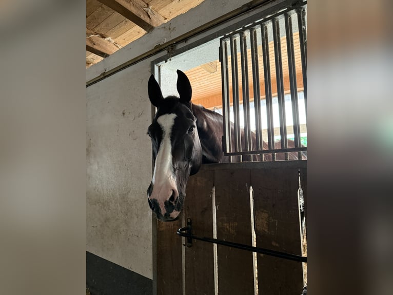 Oldenburg Gelding 16 years 17,1 hh Black in Binzen