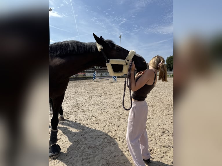 Oldenburg Gelding 16 years 17,1 hh Black in Binzen