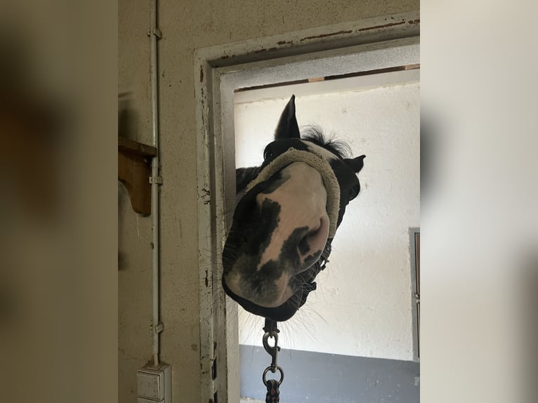 Oldenburg Gelding 16 years 17,1 hh Black in Neuenburg am Rhein