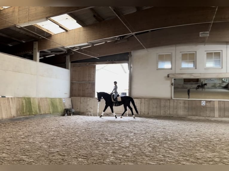 Oldenburg Gelding 16 years 17,1 hh Black in Neuenburg am Rhein