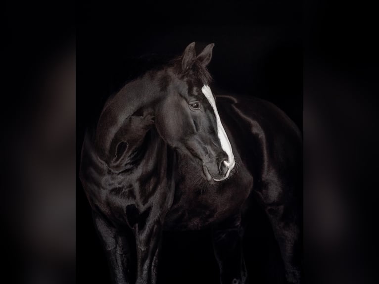 Oldenburg Gelding 16 years 17,1 hh Black in Neuenburg am Rhein