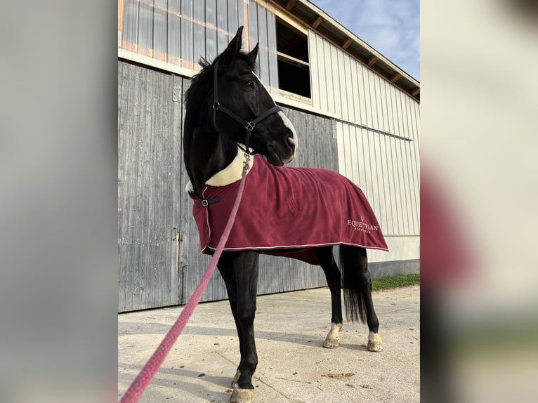 Oldenburg Gelding 16 years 17,1 hh Black in Neuenburg am Rhein