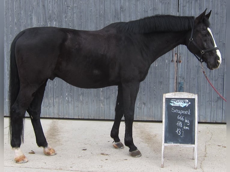 Oldenburg Gelding 16 years 17,1 hh Black in Neuenburg am Rhein