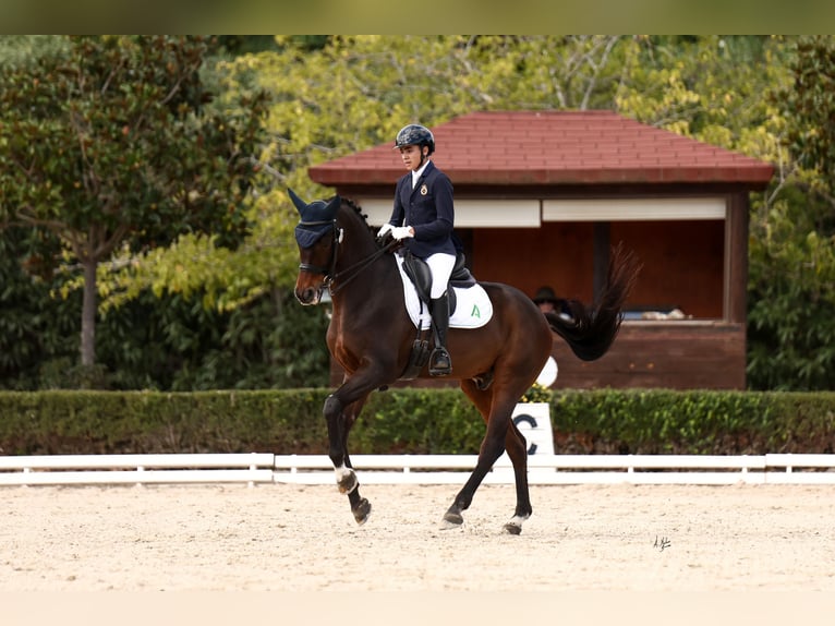 Oldenburg Gelding 16 years 17,1 hh Brown in Carmona Oldenburg Gelding 16 years 17,1 hh Brown in Carmona