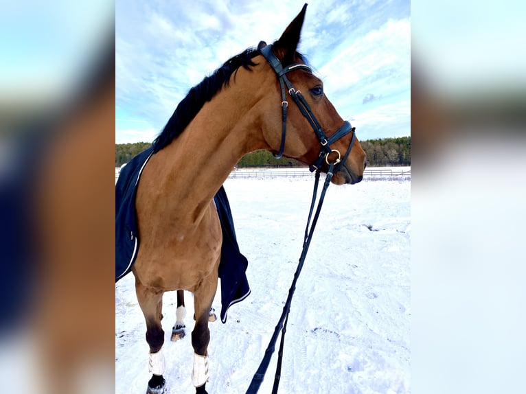 Oldenburg Gelding 16 years 17,1 hh Brown in Hitz