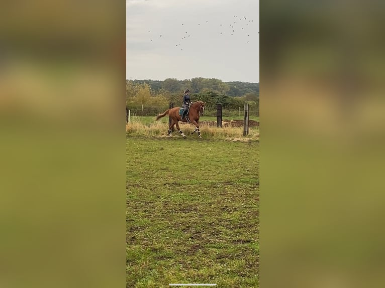 Oldenburg Gelding 16 years 17,1 hh Chestnut-Red in Garbsen