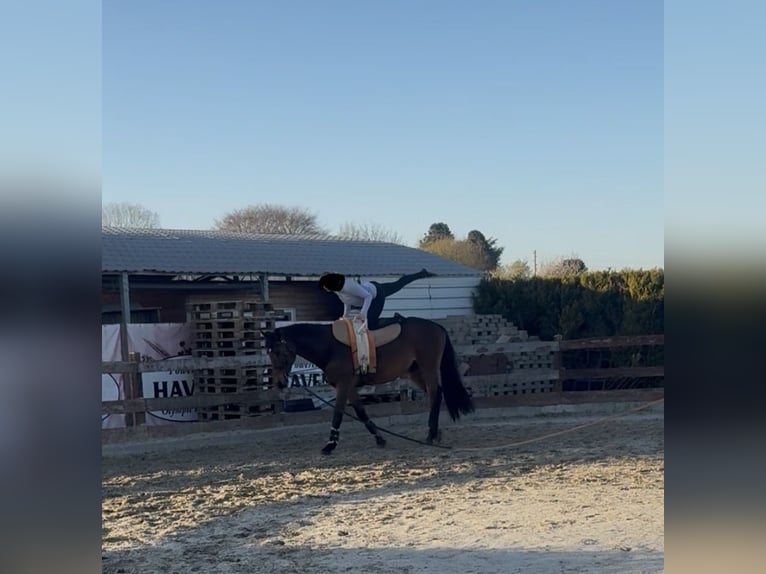 Oldenburg Gelding 16 years 17,2 hh Brown in Willich