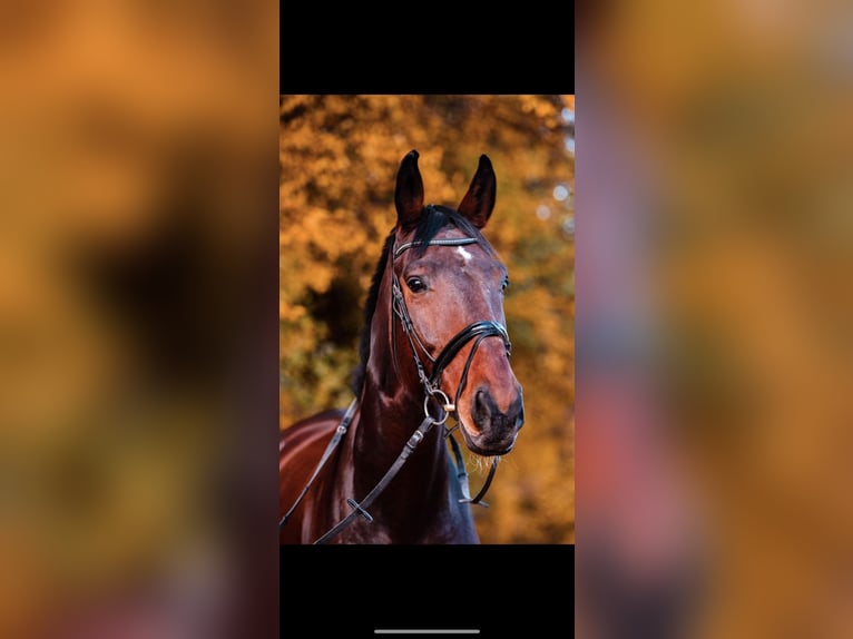 Oldenburg Gelding 16 years 18 hh Brown in Neuenkirchen-V&#xF6;rden