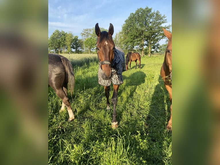 Oldenburg Gelding 16 years 18 hh Brown in Neuenkirchen-V&#xF6;rden