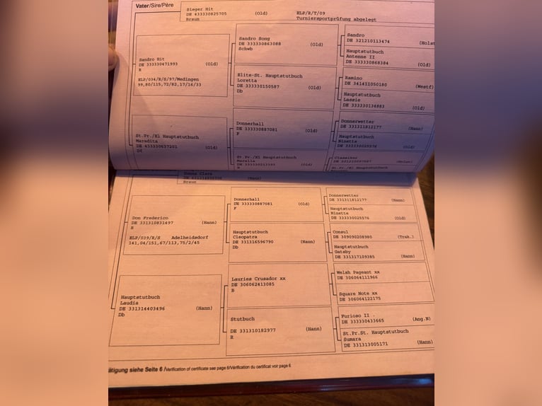 Oldenburg Gelding 16 years 18 hh Brown in Neuenkirchen-V&#xF6;rden