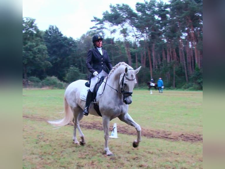 Oldenburg Gelding 16 years Gray in Overpelt