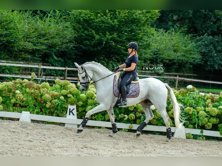 Oldenburg Gelding 16 years Gray in Overpelt