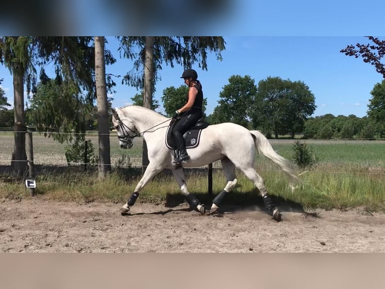 Oldenburg Gelding 16 years Gray in Overpelt