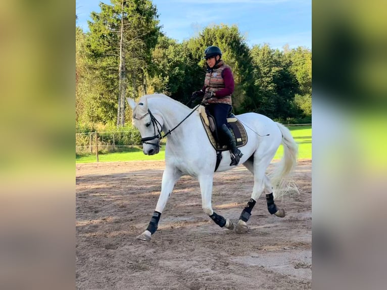 Oldenburg Gelding 16 years Gray in Overpelt