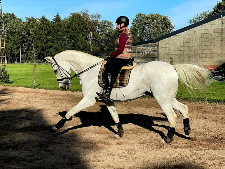 Oldenburg Gelding 16 years Gray in Overpelt