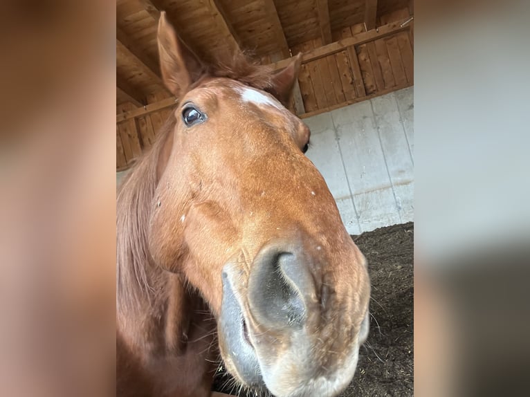 Oldenburg Gelding 17 years 16,2 hh Chestnut-Red in St. Christophen