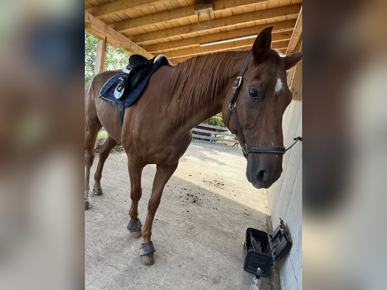 Oldenburg Gelding 17 years 16,2 hh Chestnut-Red in St. Christophen