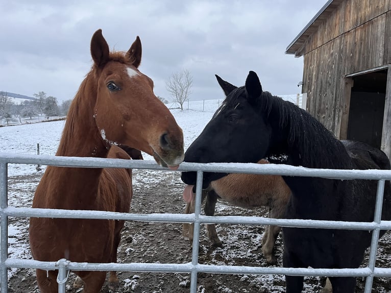 Oldenburg Gelding 17 years 16,2 hh Chestnut-Red in St. Christophen