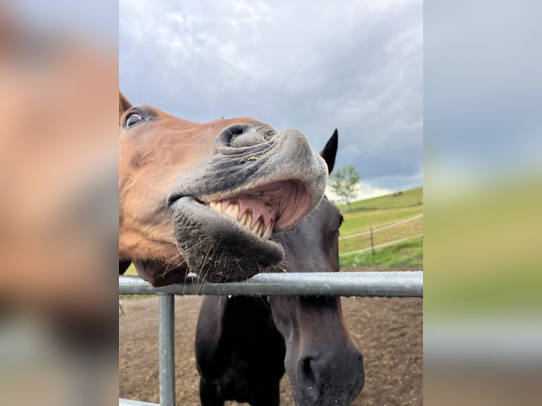 Oldenburg Gelding 17 years 16,2 hh Chestnut-Red in St. Christophen