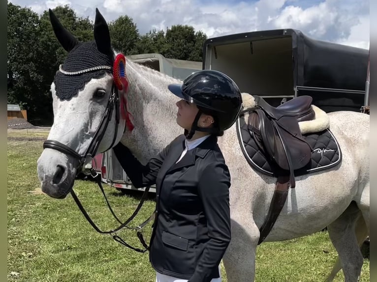 Oldenburg Gelding 17 years 16.2 hh Grey in Papenburg