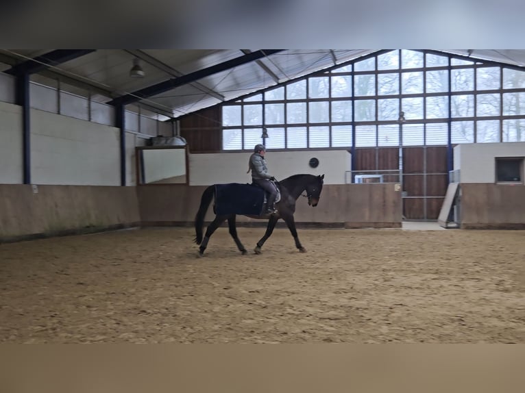 Oldenburg Gelding 17 years 16,3 hh Brown-Light in Drentwede