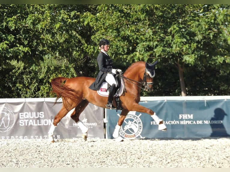 Oldenburg Gelding 17 years 16,3 hh Chestnut-Red in TORRELAGUNA