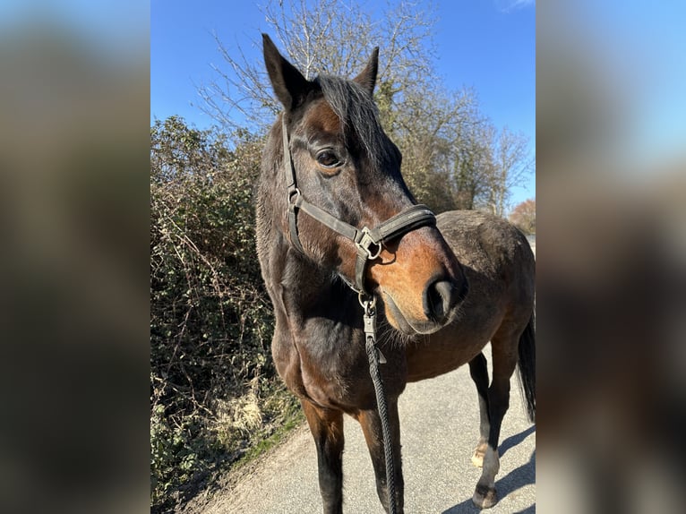 Oldenburg Gelding 17 years 16 hh Bay-Dark in Ludwigsburg