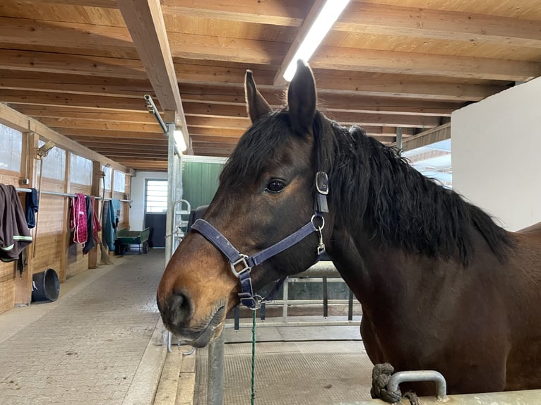 Oldenburg Gelding 17 years 16 hh Brown in Obergünzburg