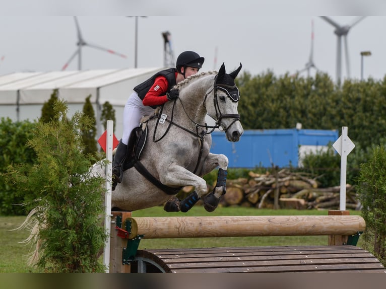 Oldenburg Gelding 17 years 16,2 hh Grey in Papenburg