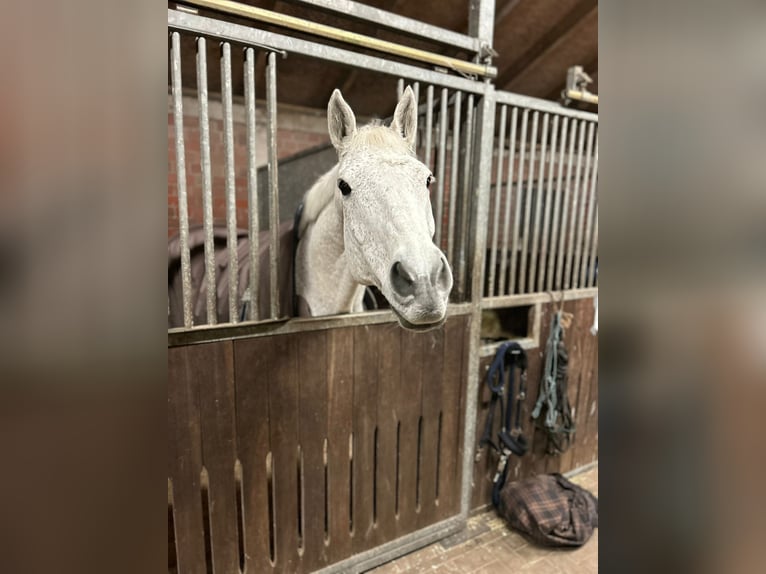 Oldenburg Gelding 17 years 16,2 hh Grey in Papenburg