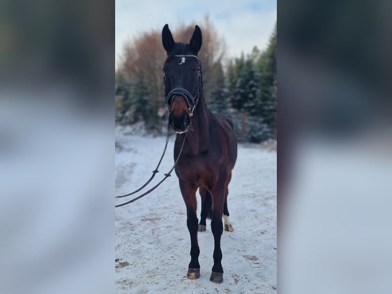 Oldenburg Gelding 17 years 16,3 hh Brown in Illnau