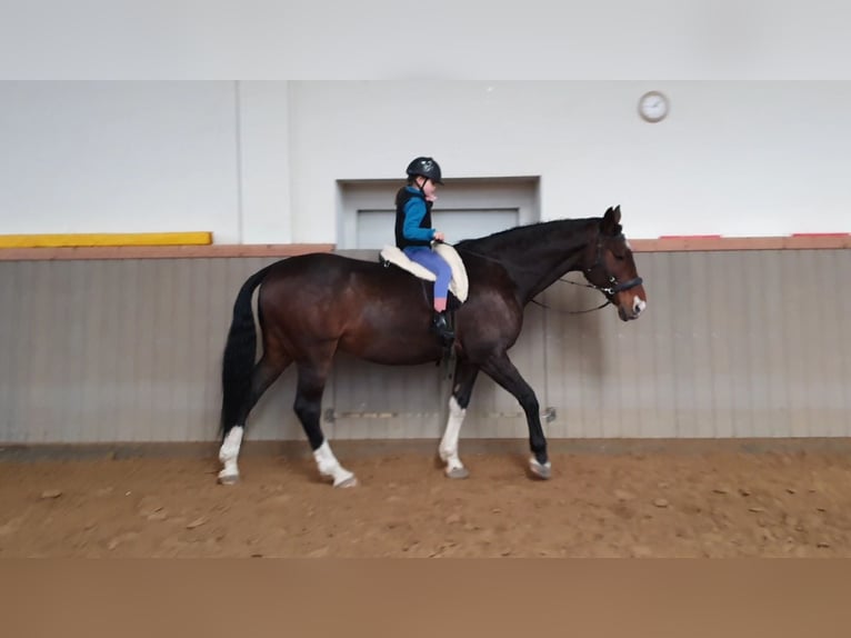 Oldenburg Gelding 17 years 17,1 hh Bay-Dark in Kuhlen-Wendorf