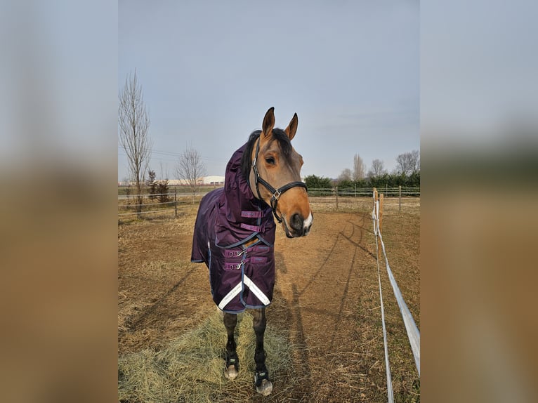 Oldenburg Gelding 17 years 17,1 hh Brown in Orbassano