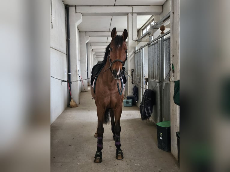 Oldenburg Gelding 17 years 17,1 hh Brown in Orbassano