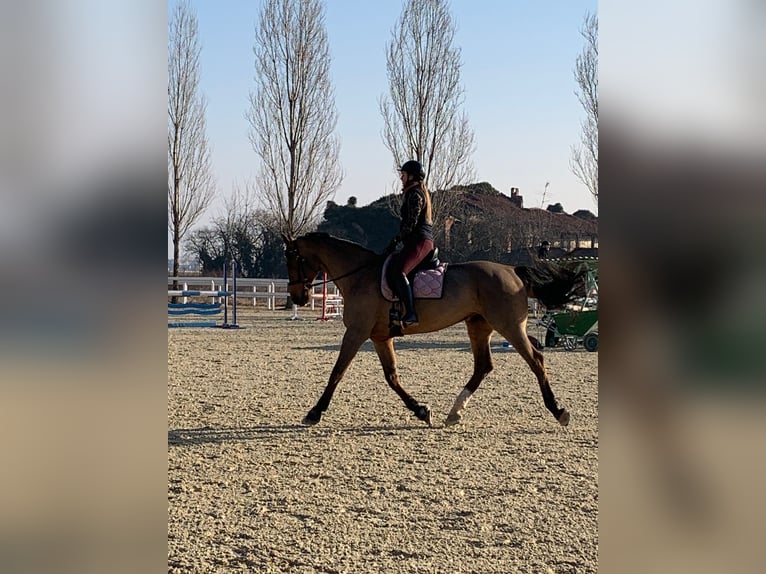 Oldenburg Gelding 17 years 17,1 hh Brown in Orbassano