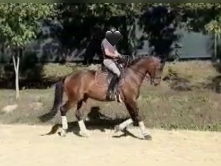 Oldenburg Gelding 17 years 17 hh Brown in Welzheim