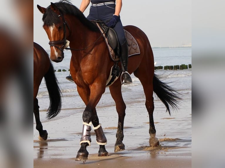 Oldenburg Gelding 17 years 17 hh Brown in Erftstadt